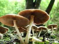 mushroom picture.jpg